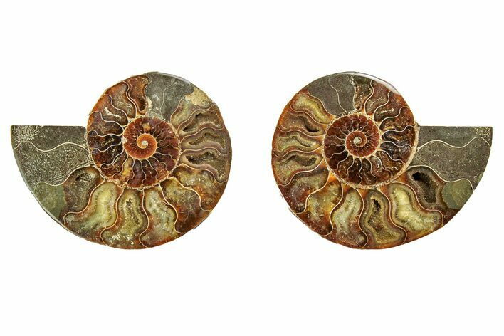 Cut & Polished, Agatized Ammonite Fossil - Madagascar #191603